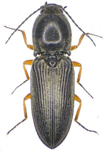 Cardiophorus rufipes